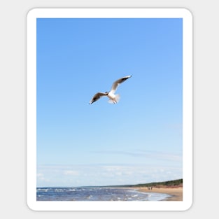 White seagull flying above the seacoast Sticker